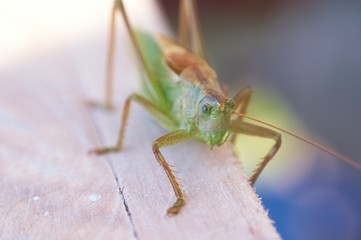 green grasshopper