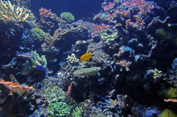 Fototapeta na wymiar Coral reef