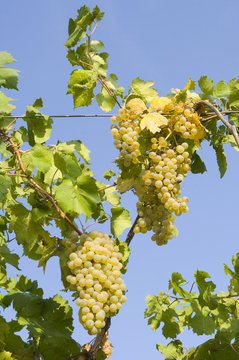 Uva bianca variet&agrave; Cortese 4