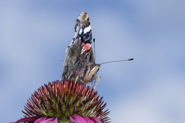 vanessa atalanta, red admiral