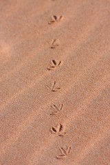 footprints