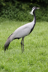 Jungfernkranich