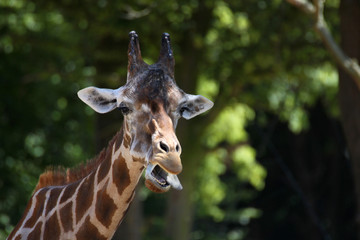 Netzgiraffe