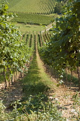 Fototapeta na wymiar Wino w Staufen