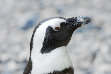 african penguin