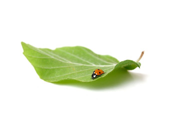 Lady bug