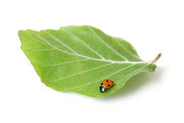 Lady bug