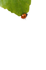 Lady bug