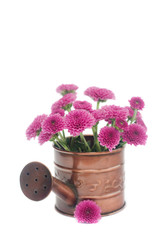 watering can with flowers isolated on white