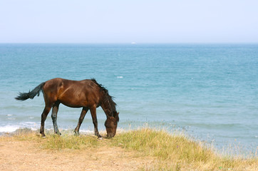 Horse on the beach