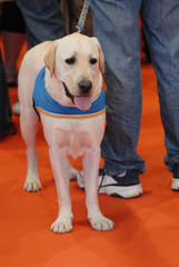 labrador de handicap