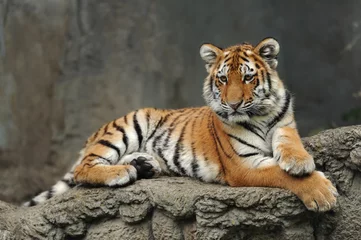 Papier Peint photo autocollant Tigre Zoo 81