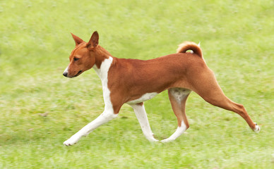 Hound puppy pacing