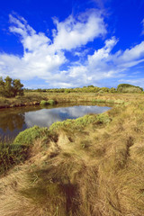 Obraz premium france; charente maritime; oléron : marais des bris