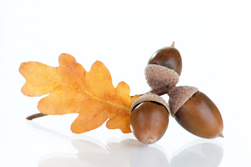 Acorns with an oak leaves © Maksim Shebeko