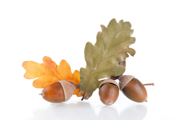 Acorns with an oak leaves