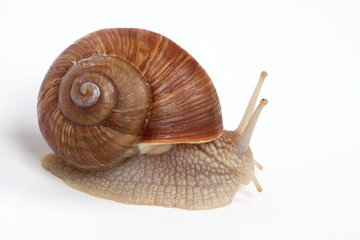 Weinbergschnecke