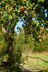 wilder Apfelbaum an einer Koppel