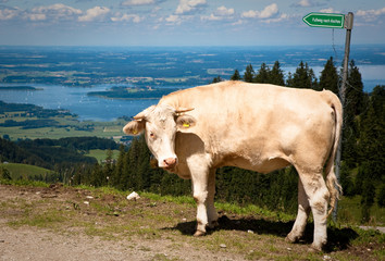 Alpine Cow #2 - 16958128