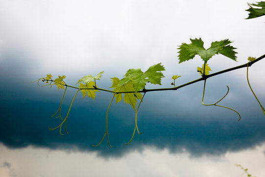 winegrowing in Italy #2