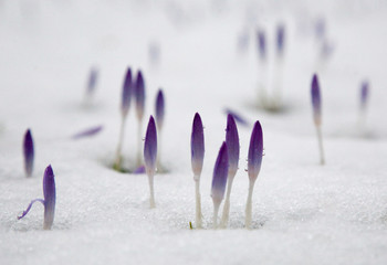Crocus