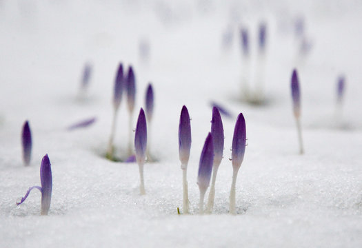 Crocus