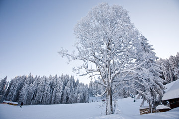 winter landscape #1 - 16959540