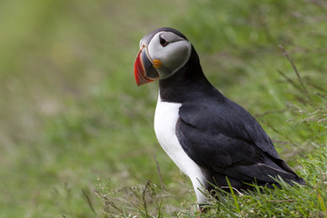 Puffin