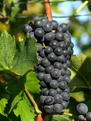 Weintrauben
