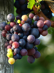 Weintrauben am Rebstock