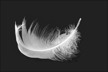 bird's white feather