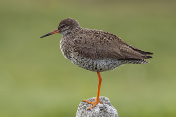 Vogelwelt