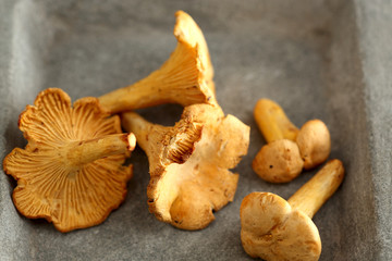 Pfifferlinge in grauer Tonschale