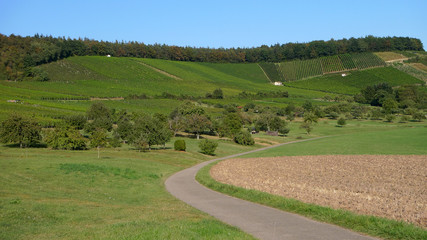 Fototapeta premium Weinanbaugebiet