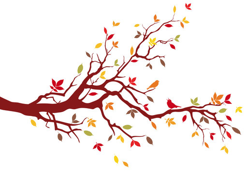 Autumn tree with colorful leaves, vector
