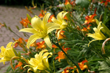 Yellow Daylily