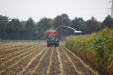 Maisernte im Herbst
