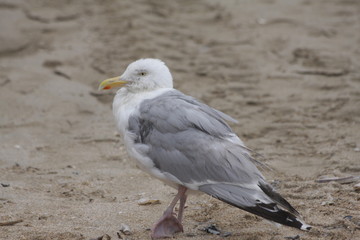 Obraz premium goéland