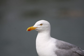 Obraz premium mouette