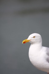 Obraz premium mouette