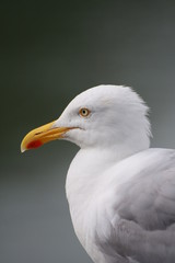 goéland