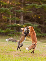 Two young foxes playfully wrestling