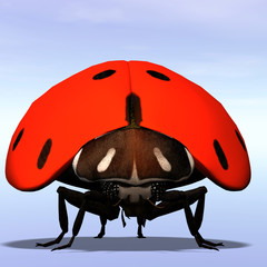 Fototapeta premium Ladybug #05