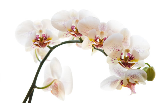 Orchid on a white background