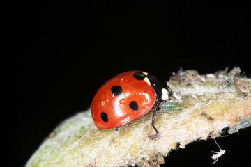 Ladybird feeding on aphids. Extreme close-up.