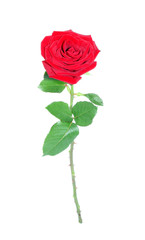 Red rose, isolated.