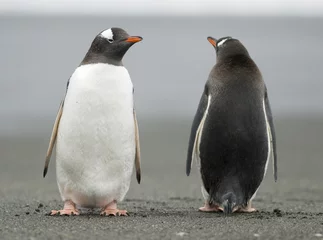 Tuinposter Gentoo Penguins houden de wacht © Rich Lindie