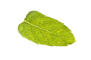 Fototapeta na wymiar Mint Leaf