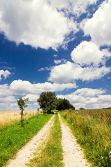 Road through the summer countryside