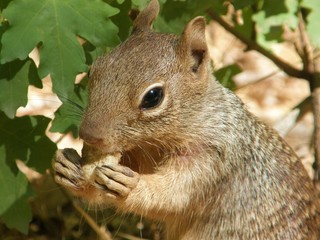 Naklejka na ściany i meble Squirrel snacking in Zion Canyon National Park